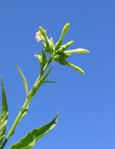 Jaffna Tobacco