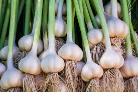California giant garlic