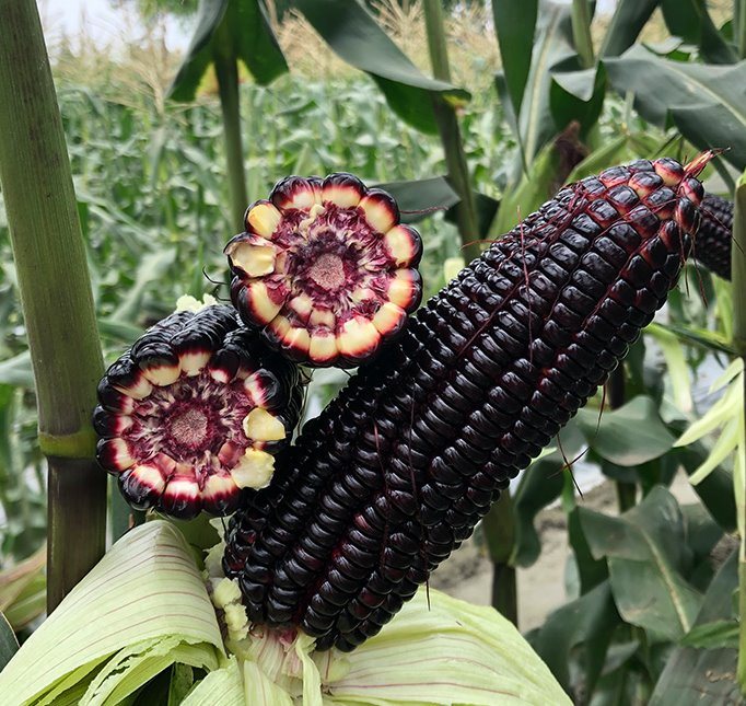 Black Aztec corn