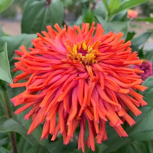 Rose giant cactus zinnia