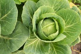 Golden Acre Cabbage