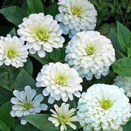 Polar bear white zinnia