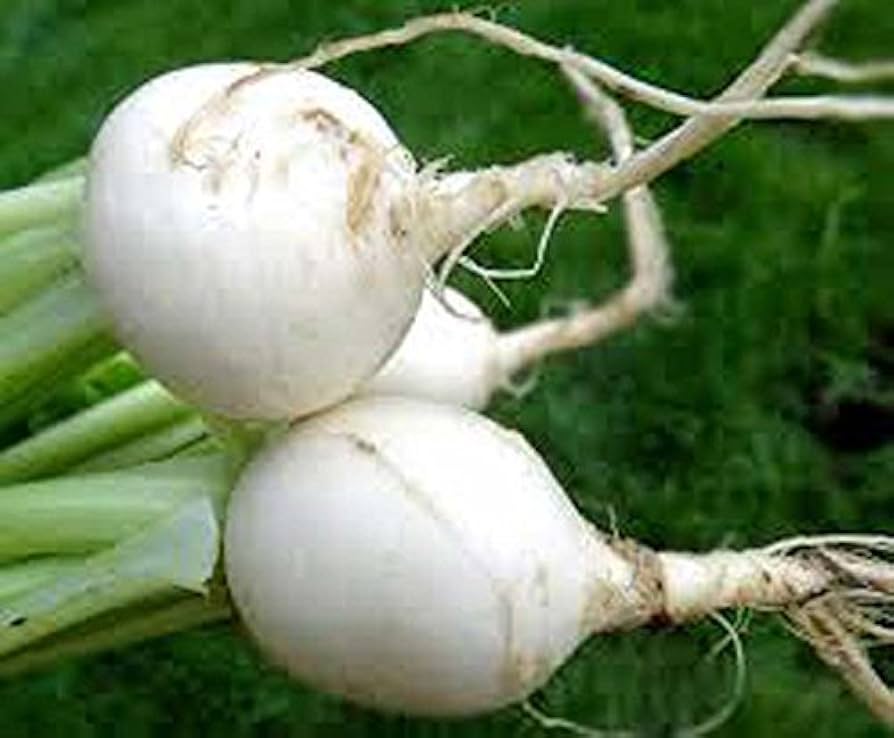 White egg heirloom turnip