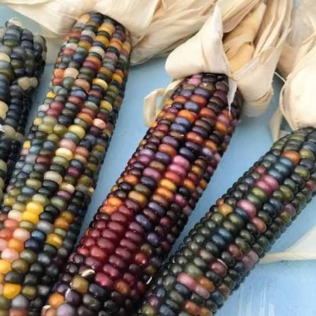 Glass gem corn