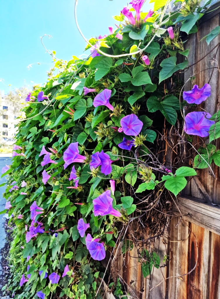 Purple morning glory