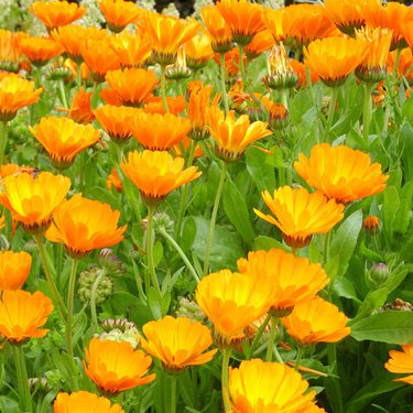 English marigold
