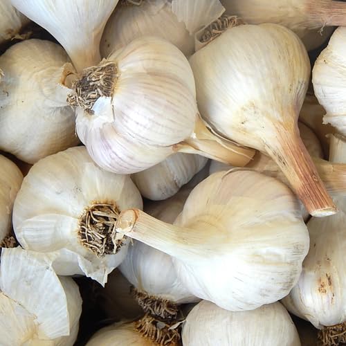 Music hardneck garlic