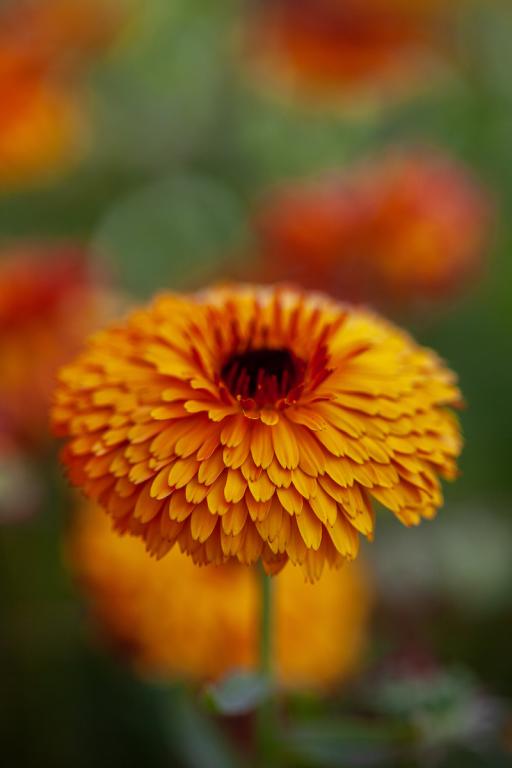 Balls orange calendula