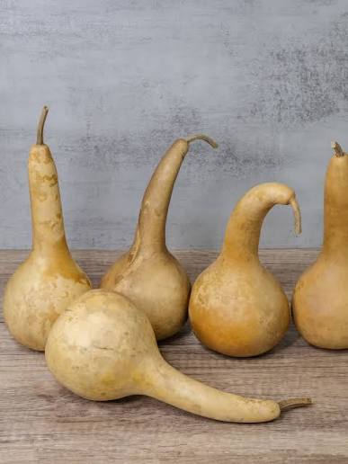 Dipper gourds