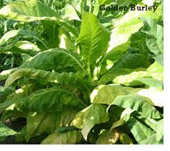 Farm.hand.seeds Golden burley tobacco