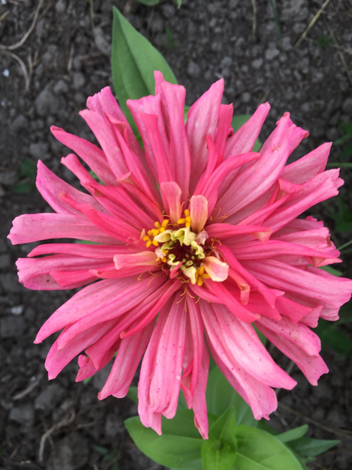 Rose giant cactus zinnia