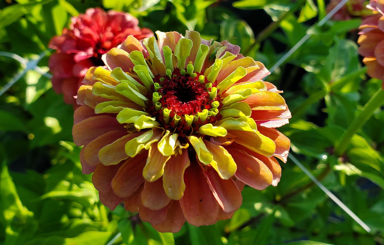 South of the border zinnia mix