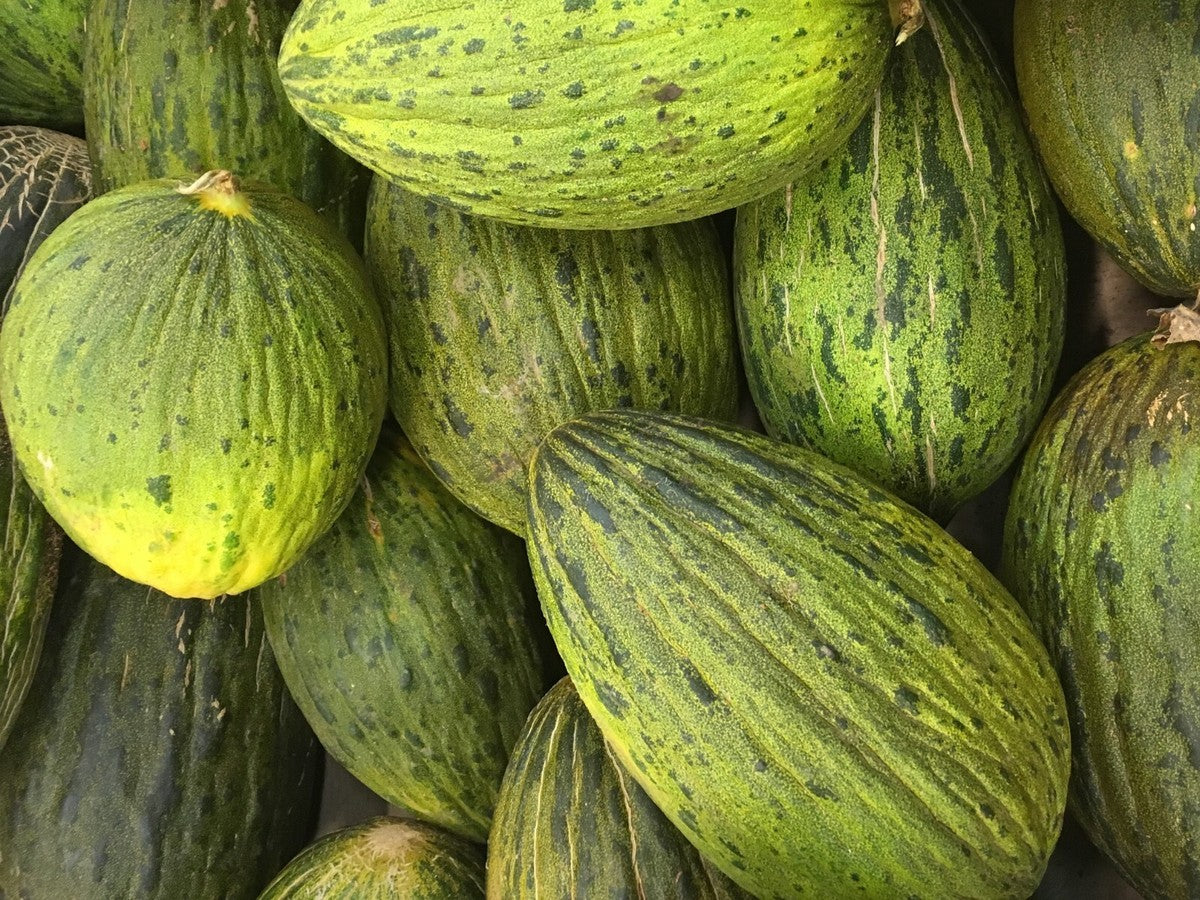 Piel de Sapo Heirloom Melon
