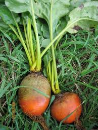 Detroit Golden Beet
