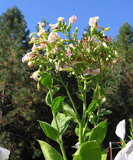 Ternopolskii 7 Tobacco