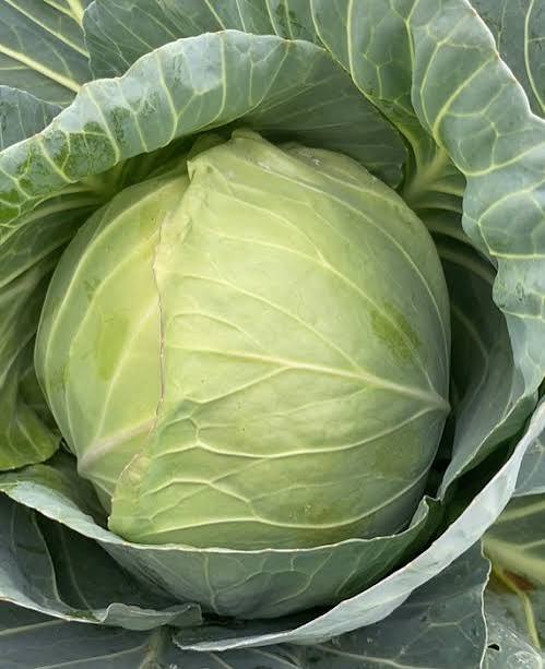 Green express mini cabbage