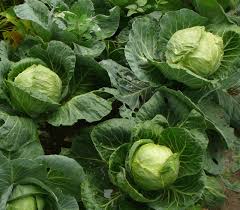 Green express mini cabbage