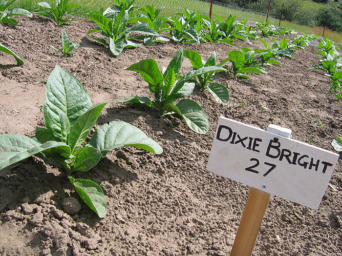 Farm Hand Seeds Dixie Bright 27