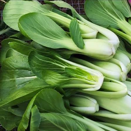 Baby Bok Choy