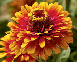 South of the border zinnia mix
