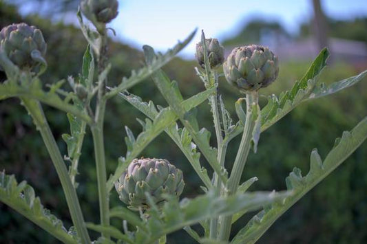 Green globe artichoke
