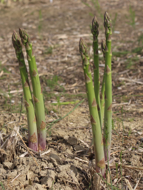 Mary Washington asparagus