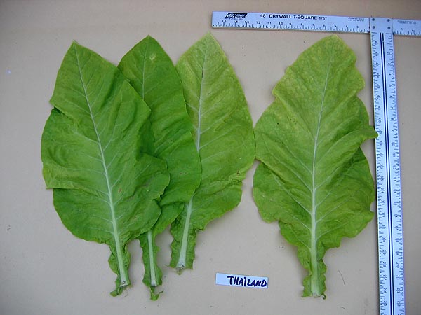 Thailand Tobacco
