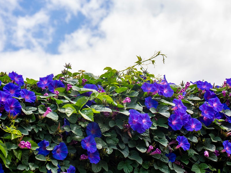 Purple morning glory