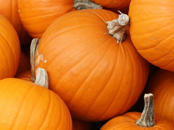 Early harvest pumpkin