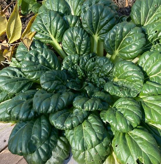 Tatsoi Chinese Cabbage