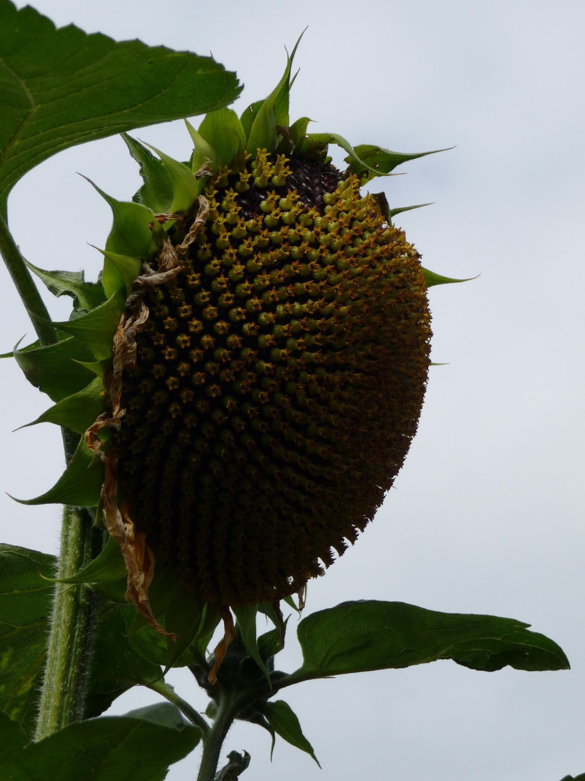Hopi black dye sunflower