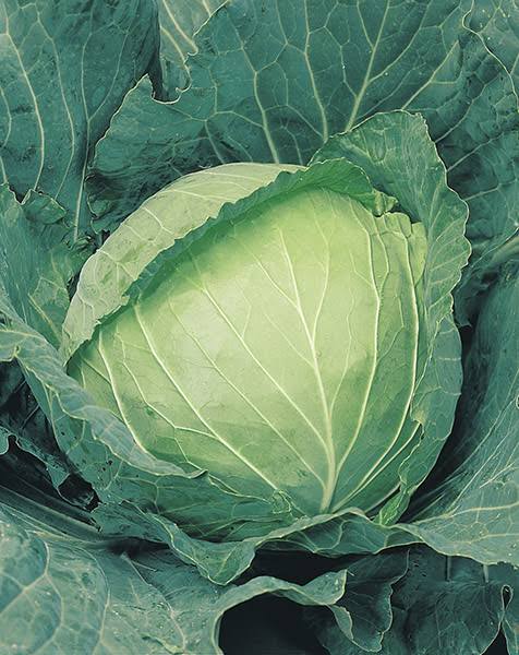 Glory of enkhuizen cabbage