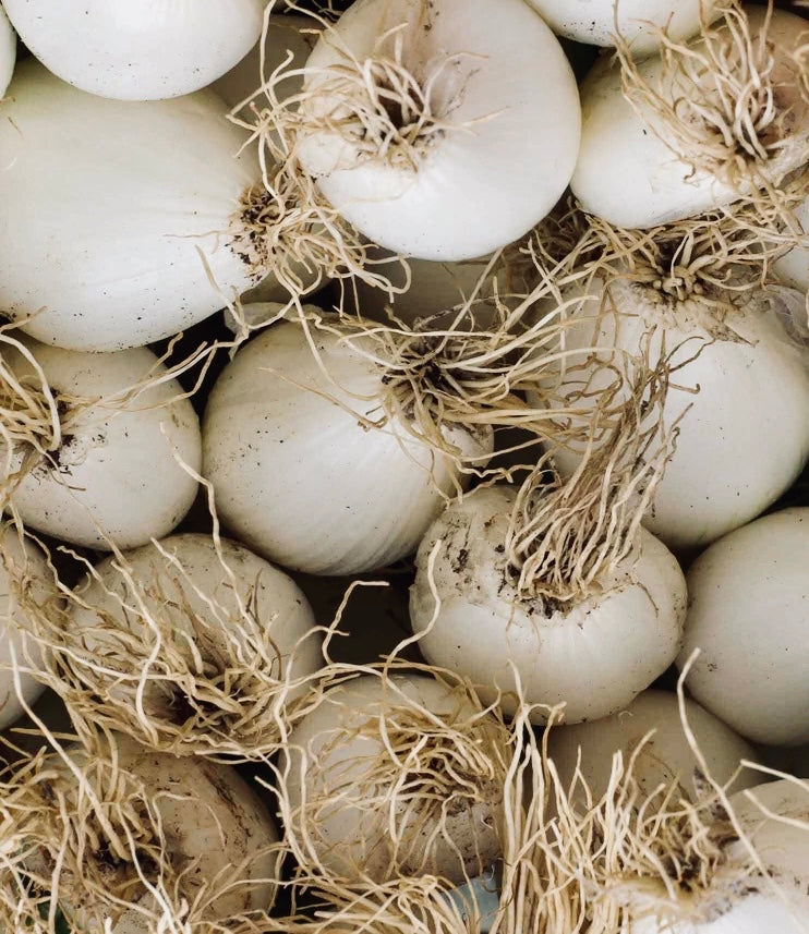 White grano short day onion