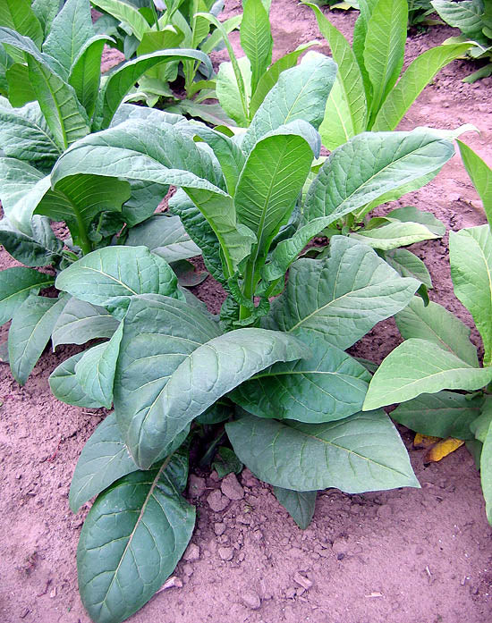 Farm Hand Seeds Gold Leaf Tobacco 