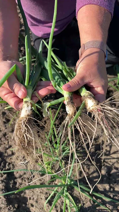 Old fashioned bunching onions