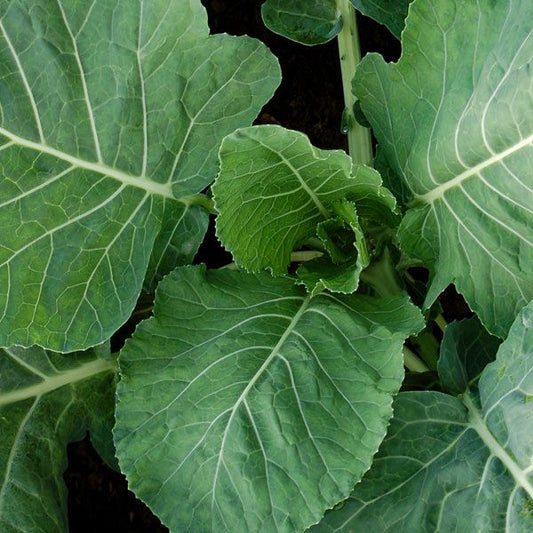 Champion collards