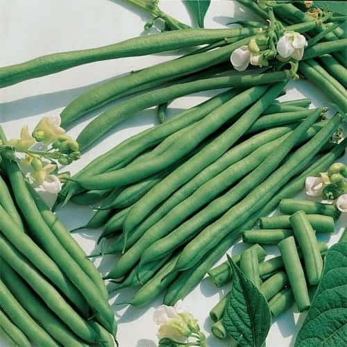 Kentucky blue pole bean