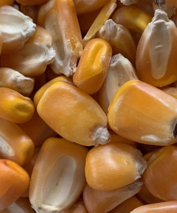 Hickory king ,yellow corn