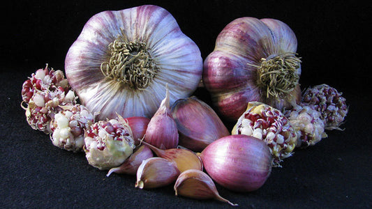 Russian red garlic