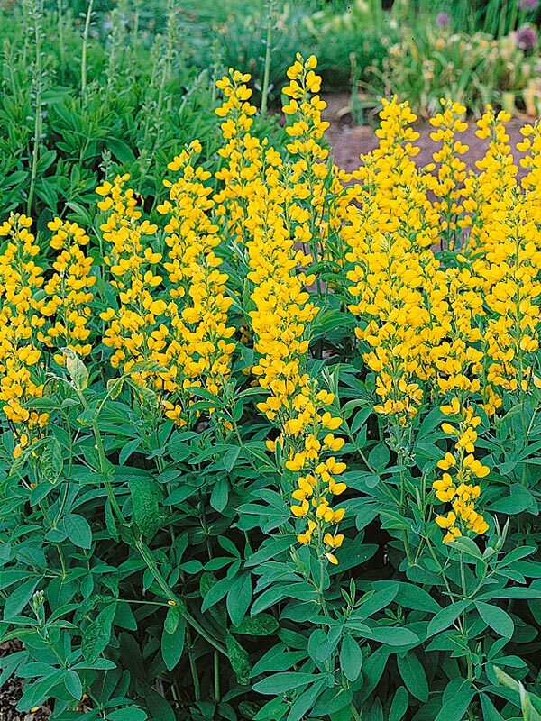 Golden lupine
