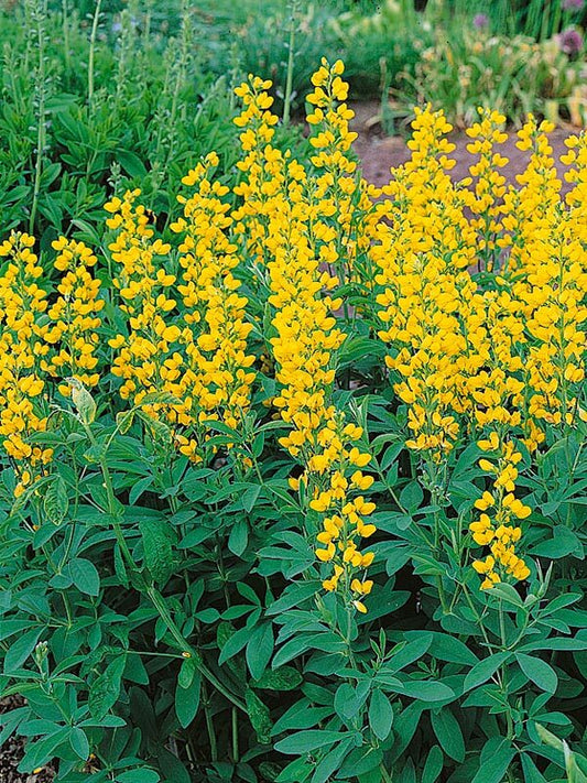 Golden lupine