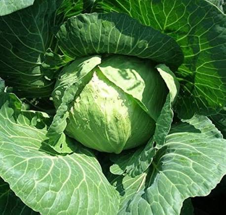 Golden Acre Cabbage