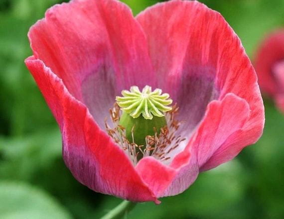 Cory's Poppy