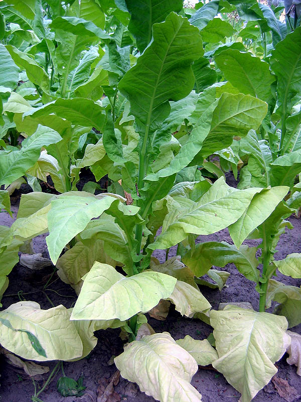 Virginia 116 Tobacco