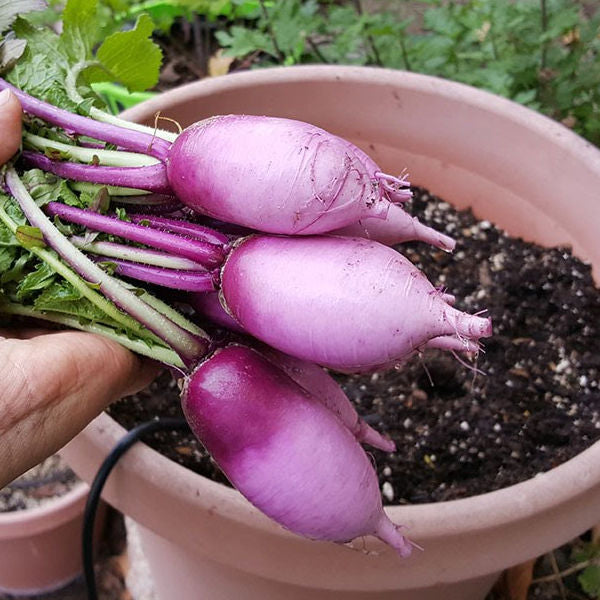 Triton purple sprouting radish seeds