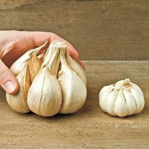 Elephant garlic