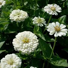 Polar bear white zinnia