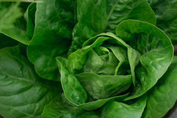 Dark green romaine