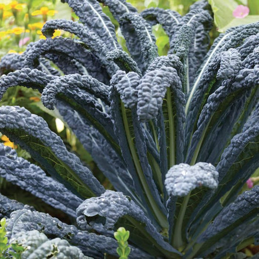 Black magic kale