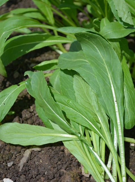 Mibuna Chinese Cabbage
